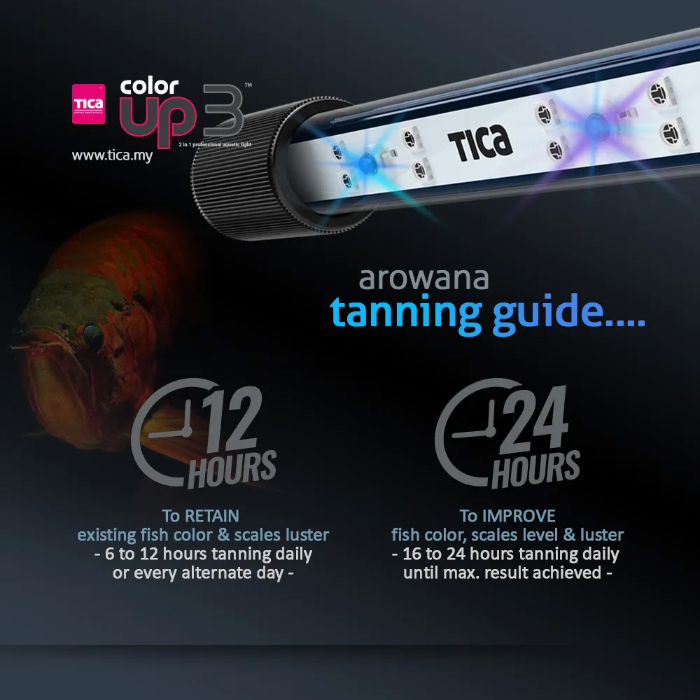 MAGICAL TANNING LIGHT LEDライト TICA COLOR UP 3 (2 in 1) Arowana Tanning Light | Enhance Arowana